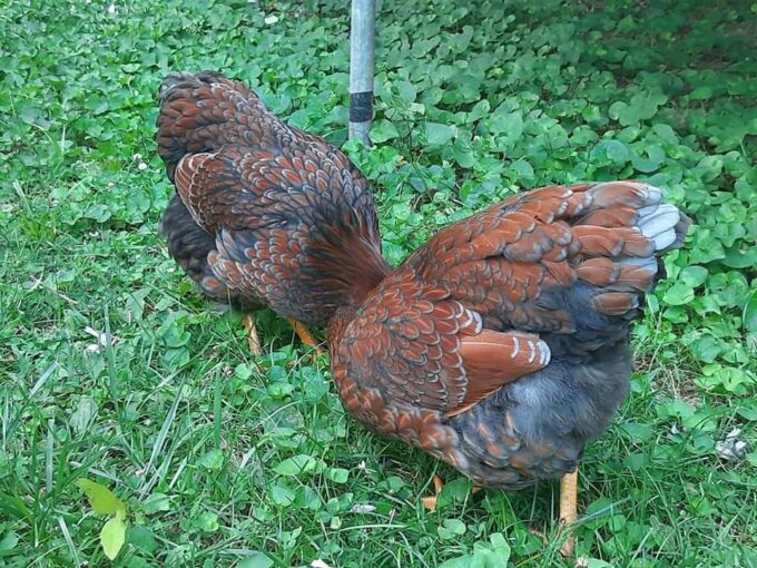 blue laced red wyandottes