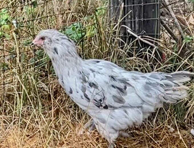 A Splash Ameraucanas Chicken with dark spots stands in dry grass by a wire fence and wooden post.