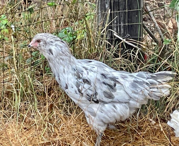 A Splash Ameraucanas Chicken stands on dry grass near a wire fence and wooden post.