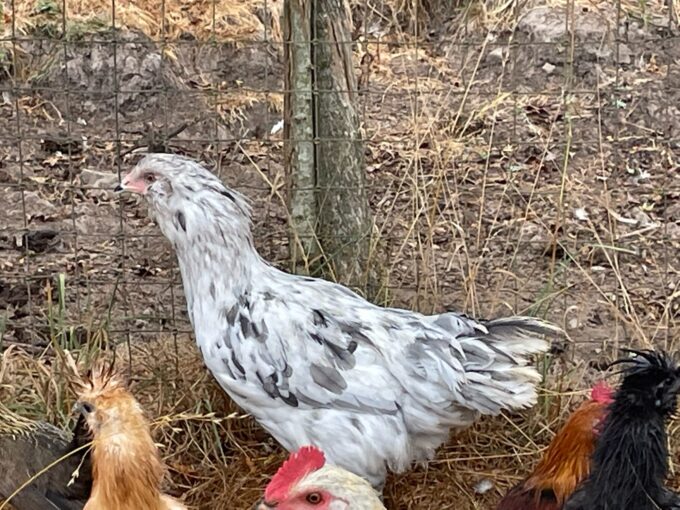 A Splash Ameraucanas Chicken stands near a wire fence with other chickens in a dry, grassy area.