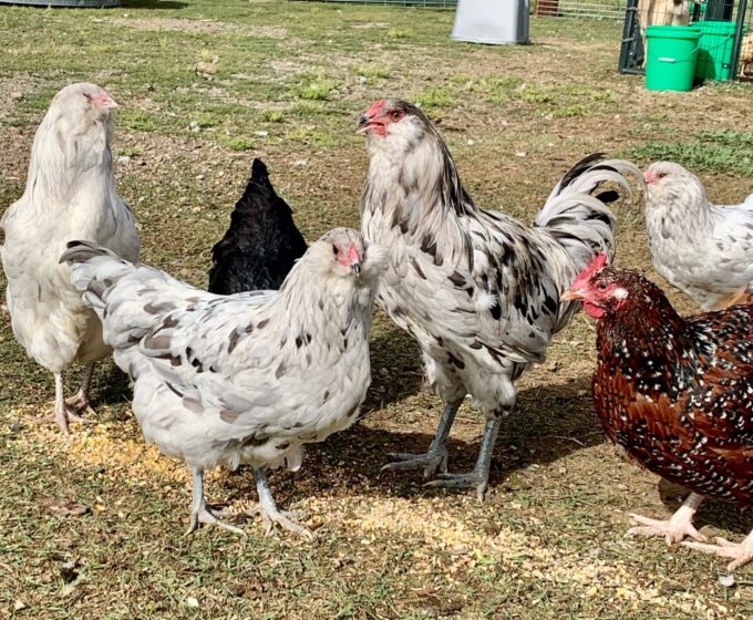 Splash Ameraucanas Chickens peck at scattered feed while standing together on the ground.