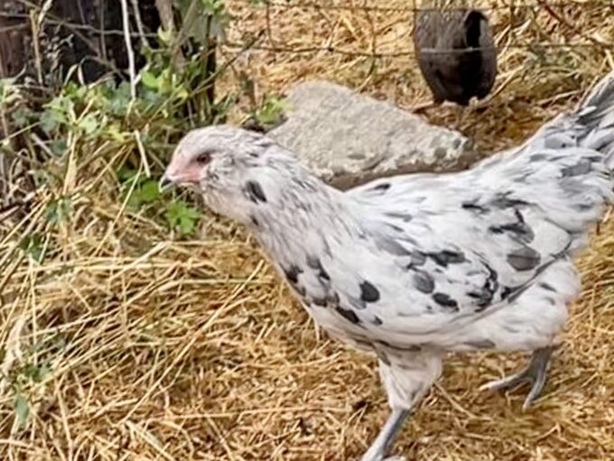 A Splash Ameraucanas Chicken stands on dry grass near a stone and a wire fence.