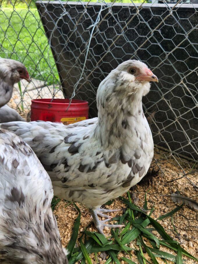A Splash Ameraucanas Chicken stands on grass and sawdust inside a wire enclosure.