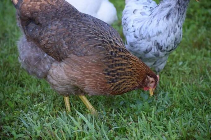 Bielefelder Chicken