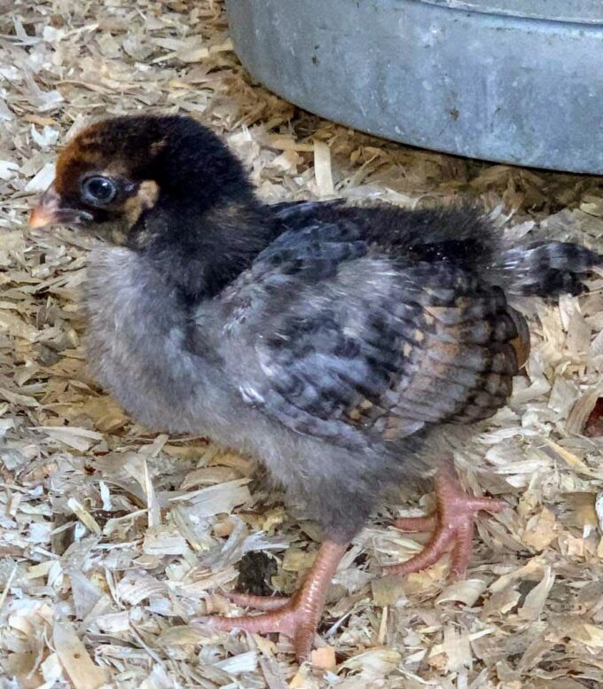 Blue Laced Red Wyandotte