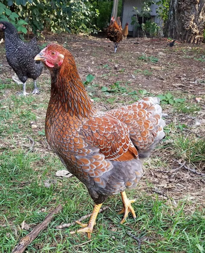 Blue Laced Red Wyandotte
