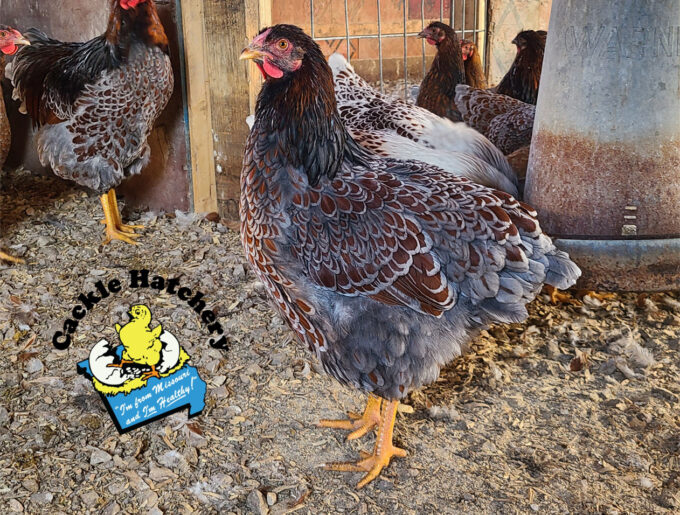 blue laced red wyandottes