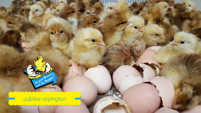 Jubilee Orpington Chicks