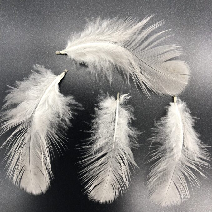 Lavender Orpington Chicken Feathers