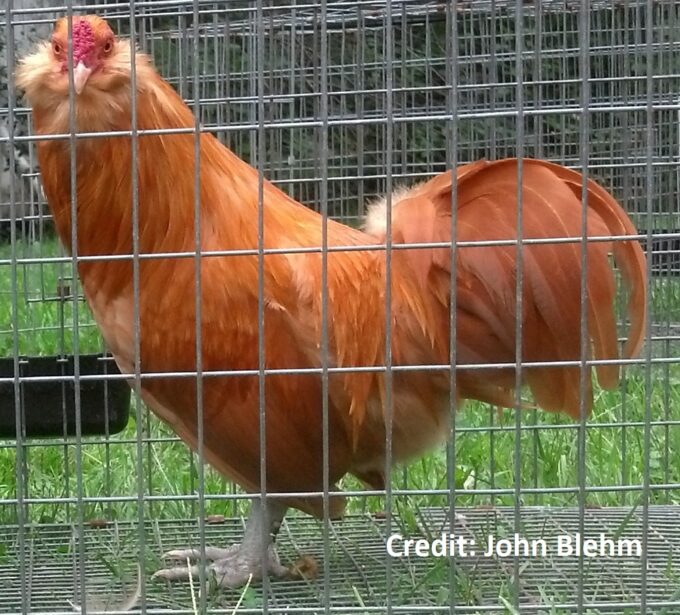 Buff Ameraucana Chicken