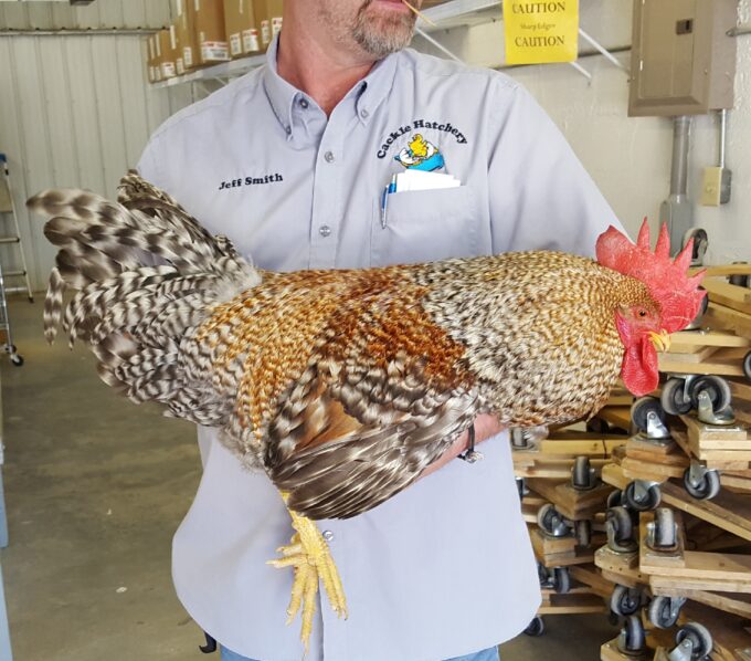 Bielefelder Rooster