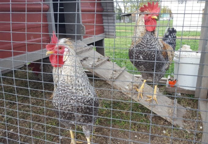 Cream Legbars Chicken