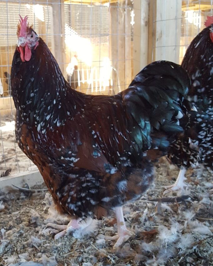 Jubilee Orpington Chicken