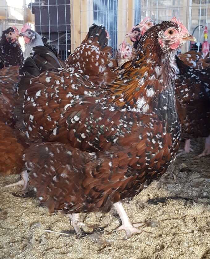 Jubilee Orpington Chicken