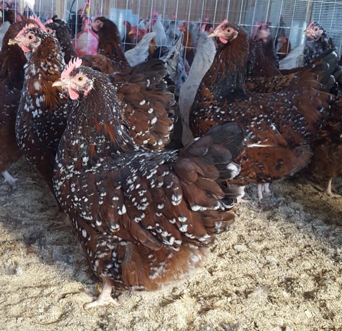 Jubilee Orpington Chicken
