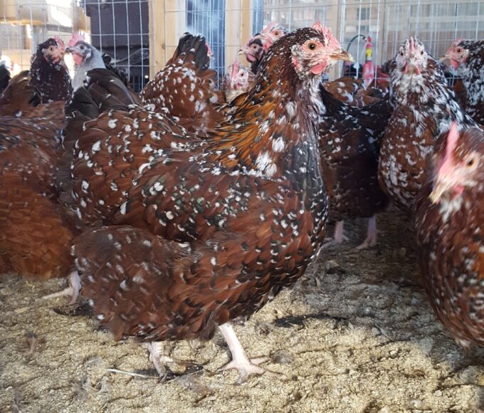 Jubilee Orpington Chicken