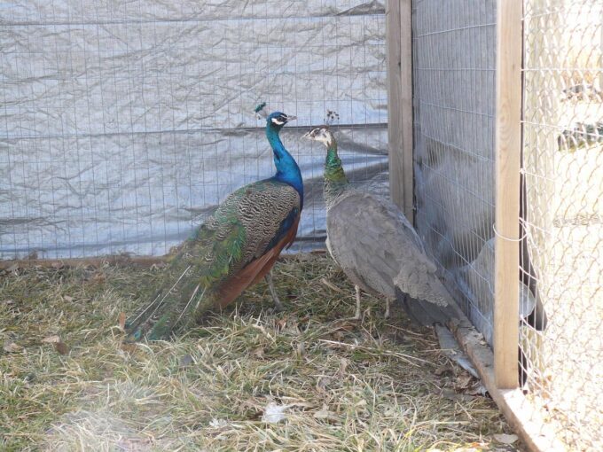 India Blue Peafowl