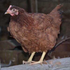 Rhode Island Red Started Pullet
