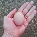 A person holding a single brown egg in their open hand with a dirt ground background.