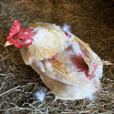 A chicken with missing feathers on its back and wings stands on straw-covered ground.