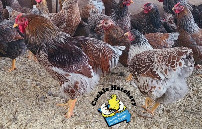 Splash Laced Red Wyandotte Chickens