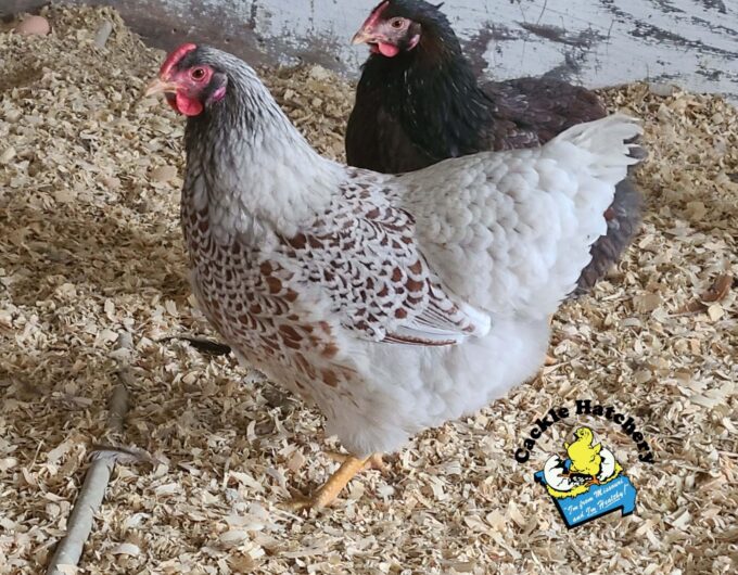 Splash Laced Red Wyandotte Chickens