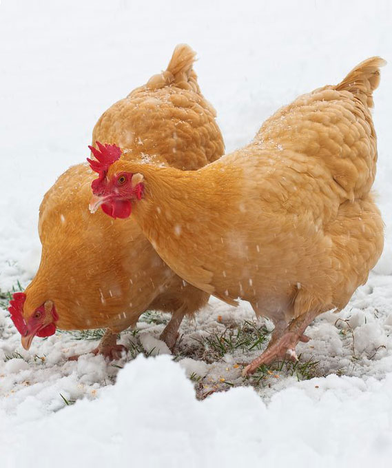 orpington hens