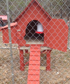 Prefab Coop
