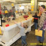 A child reaches toward a cage of show chickens at an indoor exhibit while an adult stands nearby holding papers.