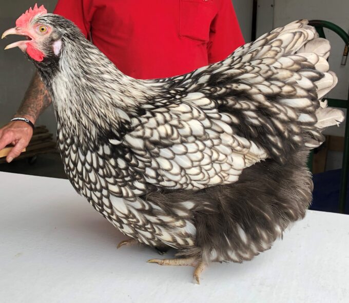 A Silver Laced English Orpington Chicken stands on a white table with a person in a red shirt behind it.