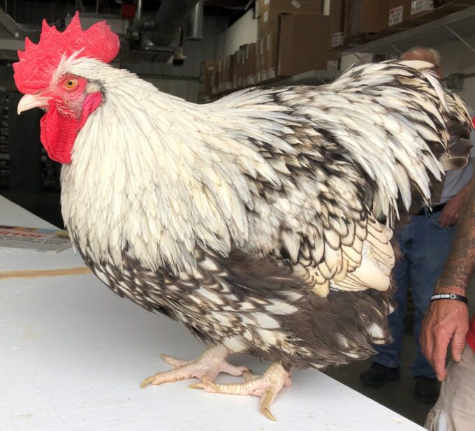 A Silver Laced English Orpington Chicken with a red comb stands on a white table indoors near a person.