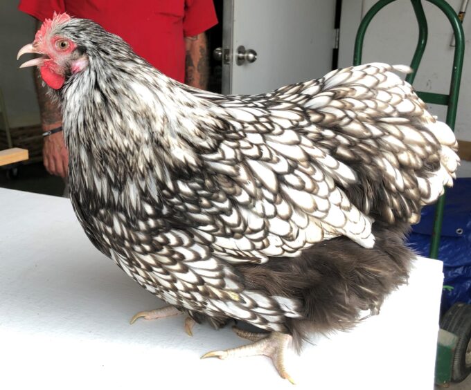 A Silver Laced English Orpington Chicken stands indoors on a white surface, a person in red partly visible behind.