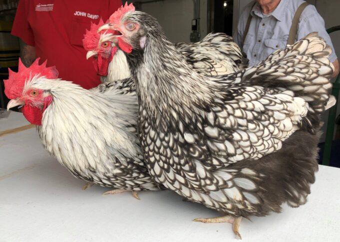 Three Silver Laced English Orpington Chickens with black and white feathers stand close together indoors.
