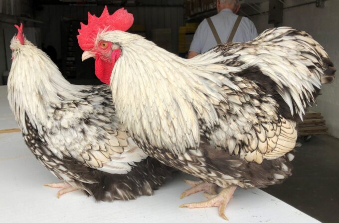 Two Silver Laced English Orpington Chickens with red combs stand indoors on a white surface, person in background.