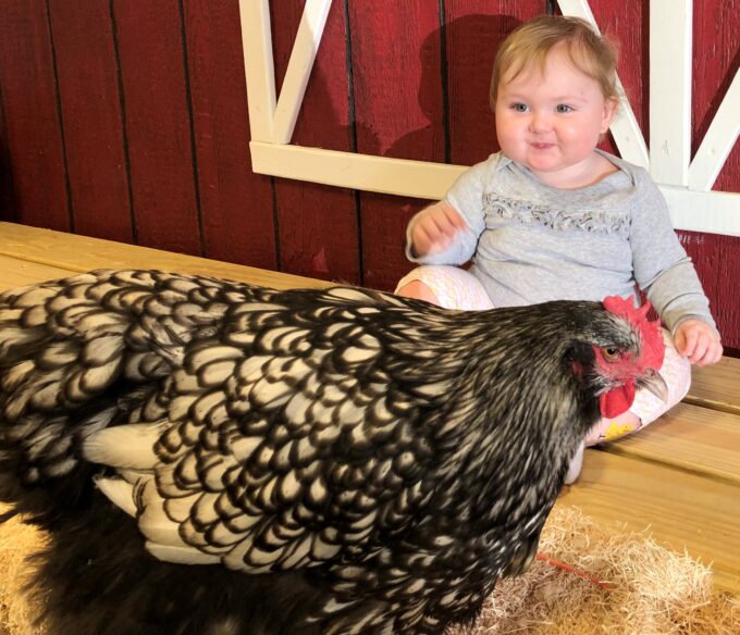 A baby sits on a wooden floor indoors near a Silver Laced English Orpington Chicken in front of a red wall.