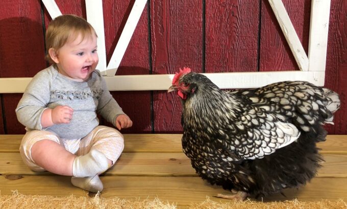 A baby sits on wood beside a Silver Laced English Orpington Chicken in front of a red barn wall.