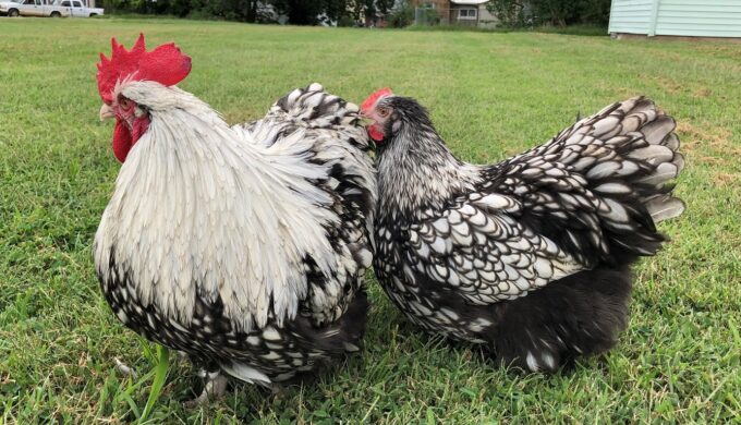 Two Silver Laced English Orpington Chickens with laced feathers stand on green grass in a yard.