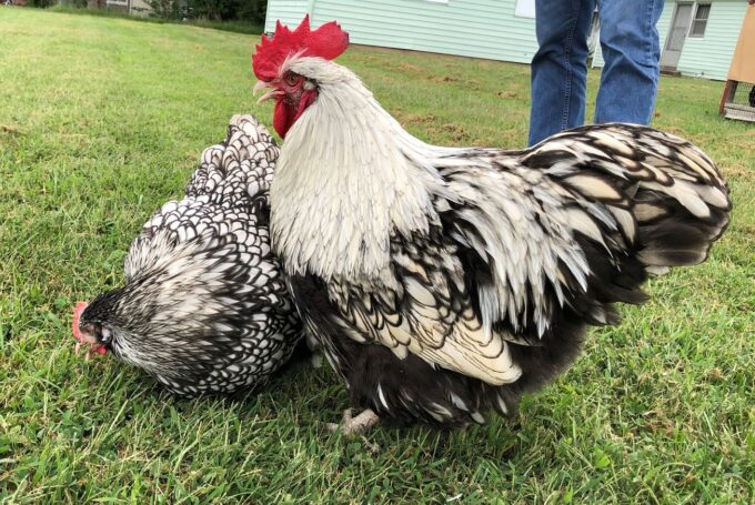 Two Silver Laced English Orpington Chickens stand on green grass near a person in jeans.