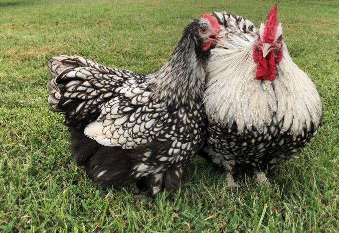 Two Silver Laced English Orpington chickens with black and white feathers stand closely together on grass.