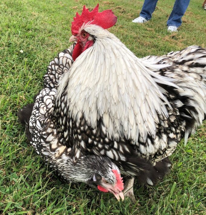A Silver Laced English Orpington rooster mounts a hen on grass, with a person's feet in the background.