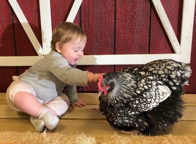 A baby sits on a wooden floor, gently touching a Silver Laced English Orpington Chicken by a red barn wall.