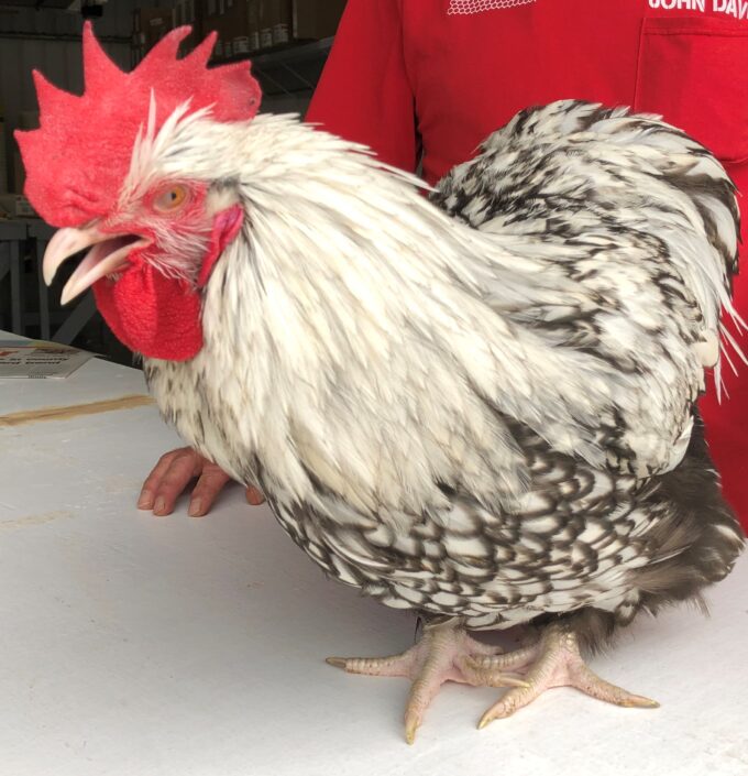 A Silver Laced English Orpington Chicken stands on a white surface next to a person in a red shirt.