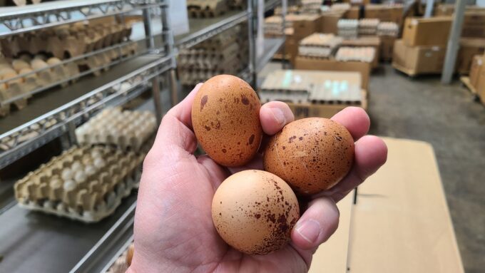 Speckled Egger Eggs