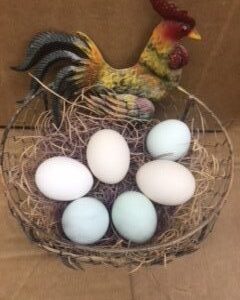 Assorted Bantam Fertile Hatching Eggs