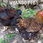 Two Wyandotte chickens, one black laced red and one black laced golden, standing outdoors near rocks and plants.