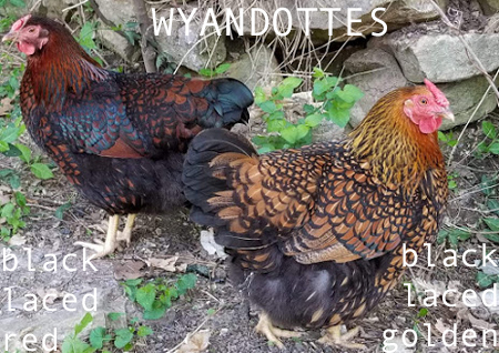 Two Wyandotte chickens, one black laced red and one black laced golden, standing outdoors near rocks and plants.