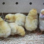 Five yellow chicks standing on straw inside a cardboard box with holes in the background.