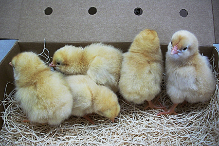 Five yellow chicks standing on straw inside a cardboard box with holes in the background.