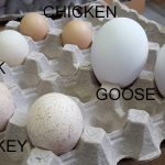 Eggs from a duck, turkey, chicken, and goose are labeled and displayed in a cardboard egg tray.