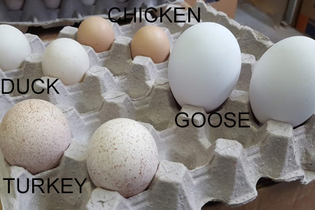 Eggs from a duck, turkey, chicken, and goose are labeled and displayed in a cardboard egg tray.